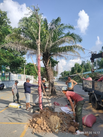 Trồng cây hưởng ứng cuộc vận động phủ xanh đô thị